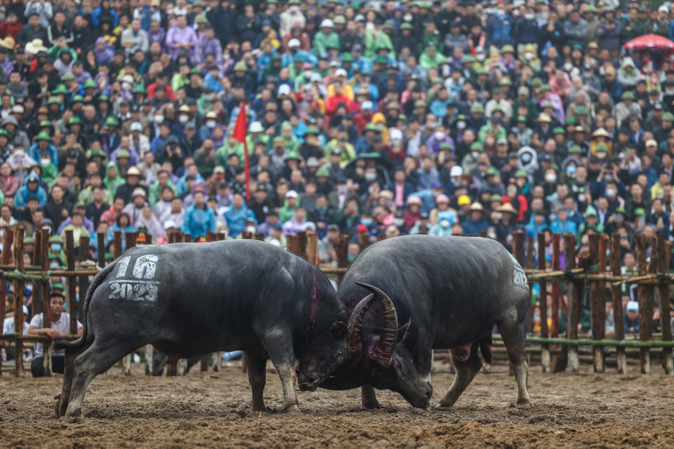 Đây cũng là lễ hội chọi trâu cổ xưa nhất tại Việt Nam. Sau 3 năm tạm hoãn, ban tổ chức đã mở cửa miễn phí để đón du khách tới tham dự. (Ảnh: Minh Sơn/Vietnam+)