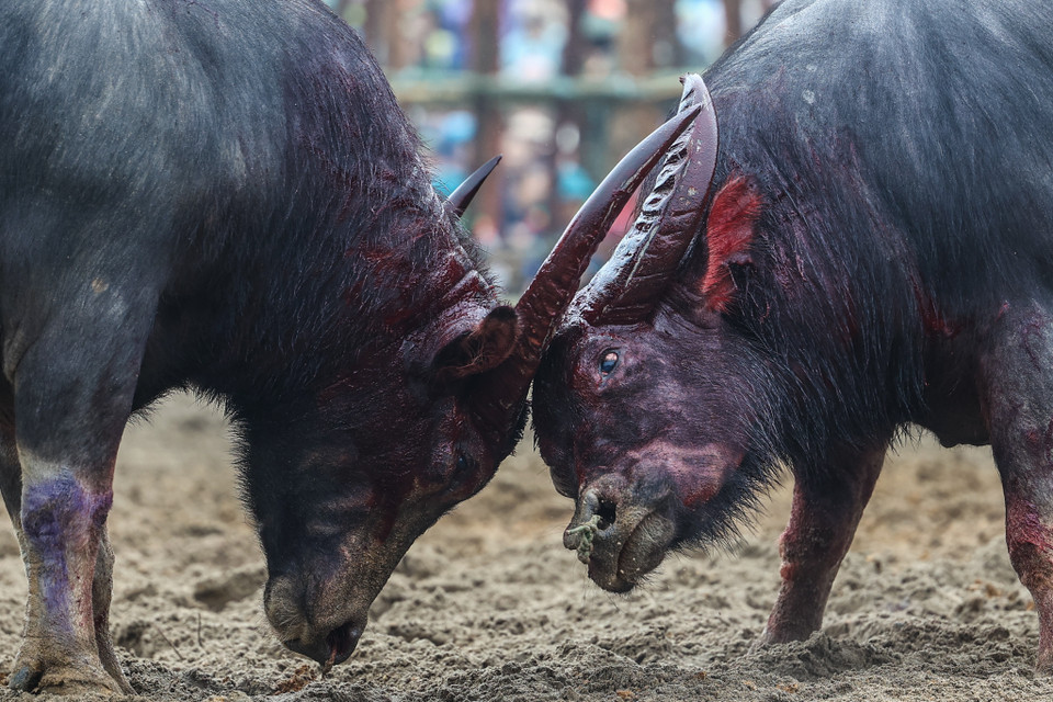 Trâu tham gia được gọi là 'ông Cầu.' Lý giải về cái tên này, người dân ở đây cho biết, cầu ở đây là cầu cho mưa thuận gió hoà, mùa màng bội thu, cầu cho quốc thái dân an… (Ảnh: Minh Sơn/Vietnam+)