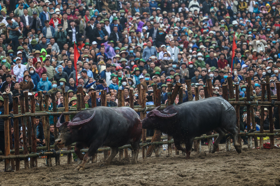 Sau gần nửa năm được chăm sóc, trâu nào cũng béo tốt, tràn đầy sinh lực trước khi vào trận. Nét đẹp của lễ hội chọi trâu là trâu bao giờ cũng đấu nhau bằng lối đối mặt dùng sừng và sức khoẻ để chọn thế võ tấn công đối phương, dù thắng hay thua không bao giờ trâu tấn công nhau từ phía sau lưng hay mạng sườn. (Ảnh: Minh Sơn/Vietnam+)
