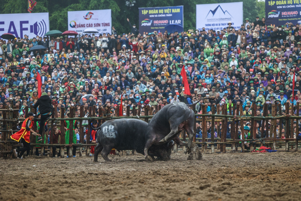 Tiêu chuẩn của trâu chọi được quy định: Trâu không kể tuổi nhưng phải là trâu cà, lông đen tuyền, không trắng lưỡi, sừng hướng tiền, mắt nhô nom tựa ốc loa, móng kép, chân to, có vòng ngực 2,05m trở lên, ngoại hình đẹp, đuôi dài chấm khoeo. (Ảnh: Minh Sơn/Vietnam+)