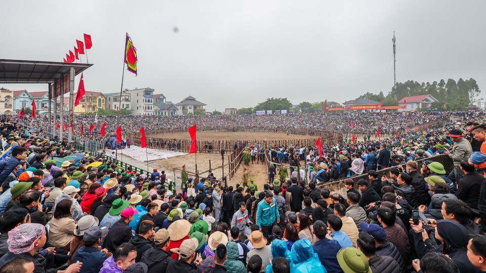 Lễ hội chọi trâu ở làng Bạch Lưu, nay là xã Hải Lựu, huyện Sông Lô, tỉnh Vĩnh Phúc được xem là một cổ tục độc đáo vừa được tổ chức trở lại sau 3 năm vì dịch COVID-19. (Ảnh: Minh Sơn/Vietnam+) 