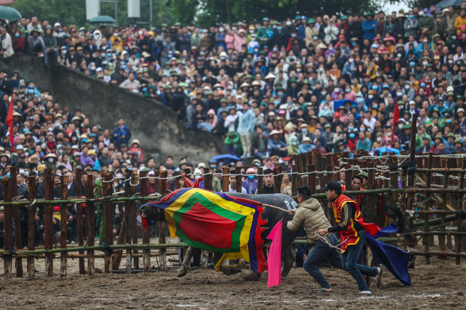 Các con trâu thắng cuộc hay thua cuộc sẽ được chủ chọi bịt mắt để dắt ra khỏi khu vực thi đấu. (Ảnh: Minh Sơn/Vietnam+)