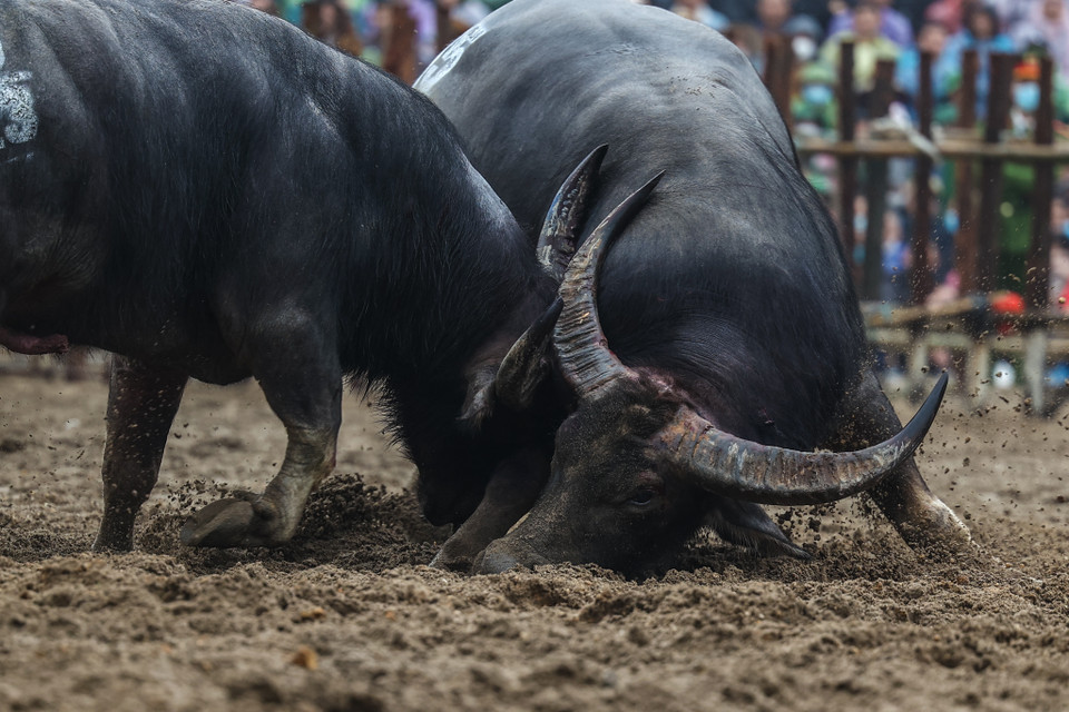 Địa điểm chọi trâu được đặt tại gò Mả Đàm, trên diện tích đất khoảng 5-7 sào Bắc Bộ. Bao quanh sân được rào cọc bằng gỗ bạch đàn, hoặc tre dài 2,5m đường kính 6-8cm, chôn sâu 40-50cm khoảng cách vừa phải để đảm bảo an toàn cho người xem. (Ảnh: Minh Sơn/Vietnam+)