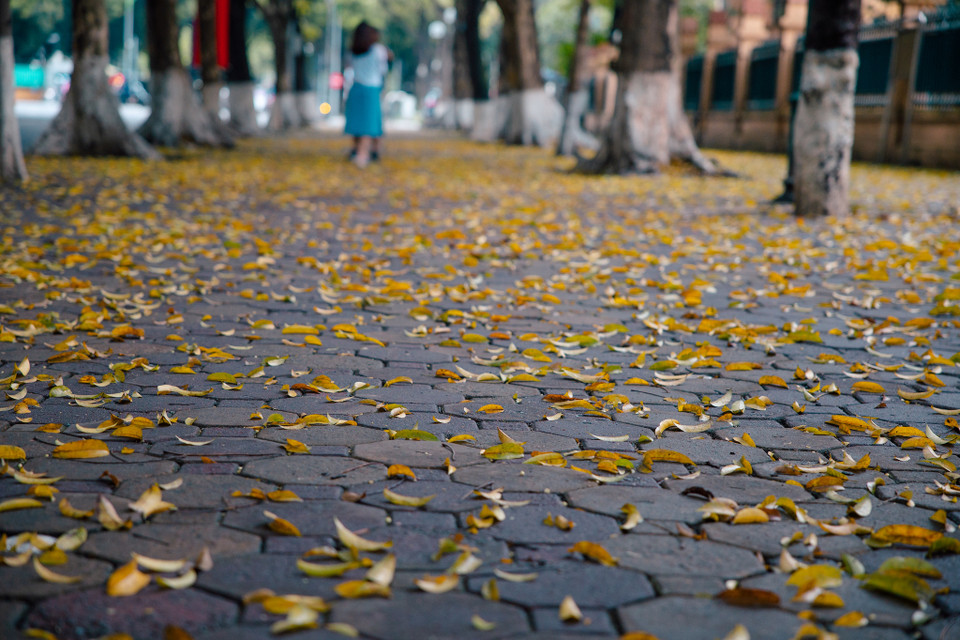 Tản bộ quanh những con đường Trần Phú, Phan Đình Phùng, Điện Biên Phủ, Hoàng Diệu ta bất chợt thấy một Hà Nội đầy mơ mộng, cuốn hút lạ kỳ. (Ảnh: Minh Sơn/Vietnam+)