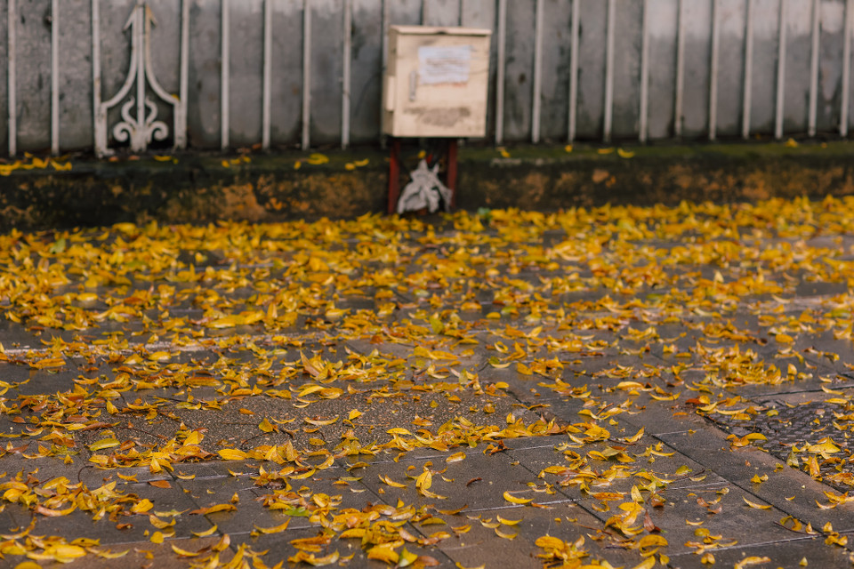 Dọc các con phố là những hàng sấu lâu năm. Chỉ một cơn gió nhẹ đi qua, lá sấu vàng bay rụng đầy góc phố. (Ảnh: Minh Sơn/Vietnam+)