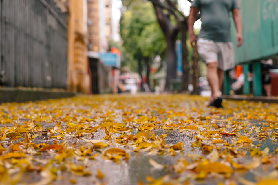 Thảm lá vàng kêu lạo xạo mỗi bước chân qua. Cũng bởi vì vẻ đẹp rất riêng ấy, người ta chưa kịp vội quét đi. (Ảnh: Minh Sơn/Vietnam+)