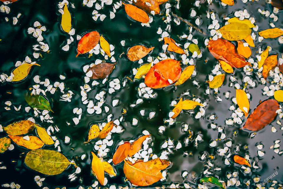 Lá vàng rơi từng đợt, từng lớp xếp xen kẽ thành một tấm thảm to, đẹp đẽ. (Ảnh: Minh Sơn/Vietnam+)