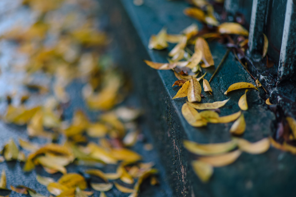 Những con đường Thủ đô nhờ thế trở nên lãng mạn làm xao xuyến biết bao con tim. (Ảnh: Minh Sơn/Vietnam+)