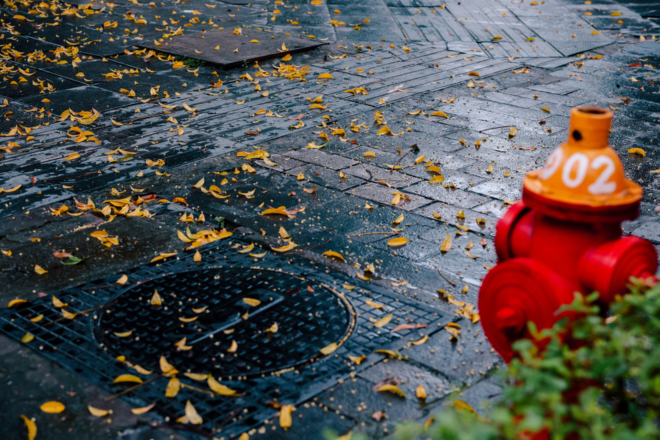 Nhìn ngắm mùa lá vàng bay, bạn sẽ được cảm nhận trọn vẹn nét bình yên, dịu dàng của Hà Nội. (Ảnh: Minh Sơn/Vietnam+)