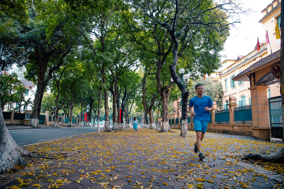 Chỉ trong vài ngày, có khi qua một cơn mưa, những cây sấu đột ngột trút lá rợp hè phố. (Ảnh: Minh Sơn/Vietnam+)