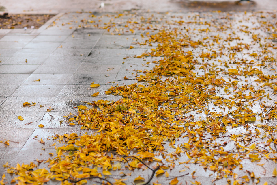 Đi dưới những con đường Hà Nội mùa lá sấu rụng, ta như được lạc vào một thước phim đầy lãng mạn, tươi mới. (Ảnh: Minh Sơn/Vietnam+)