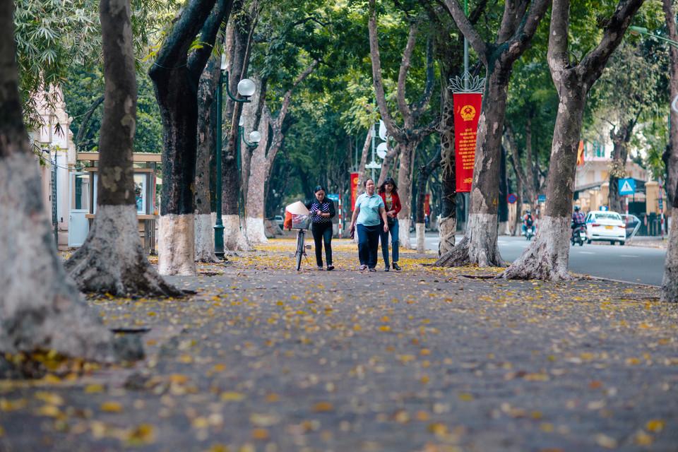 Bao giờ cũng vậy, trước khi vào hè, nhiều đường phố của Hà Nội như lạc vào tranh mùa thu với những thảm lá sấu rụng phủ kín bước chân người. (Ảnh: Minh Sơn/Vietnam+)