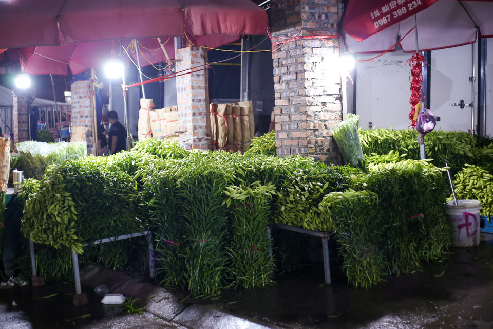 Hoa loa kèn hiện nay được chia thành hai loại kèn ta và kèn tây. Hoa kèn ta thân hình nhỏ và ngắn, hương thơm lâu còn kèn tây thân dài, nhiều bông và có thể “chơi” được bền hơn. (Ảnh: Diễm Hằng/Vietnam+)