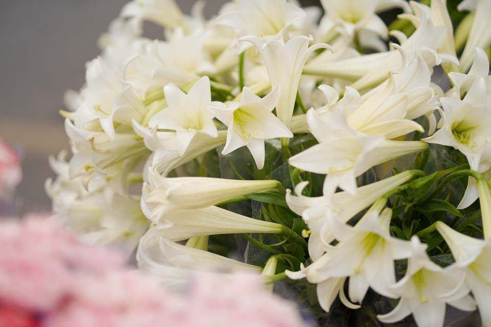 Dù không có màu sắc sặc sỡ như những loài hoa khác nhưng lại được người Hà Nội và yêu thích bởi mùi hương và sự giản dị, thanh tao rất riêng của chúng. (Ảnh: Diễm Hằng/Vietnam+)