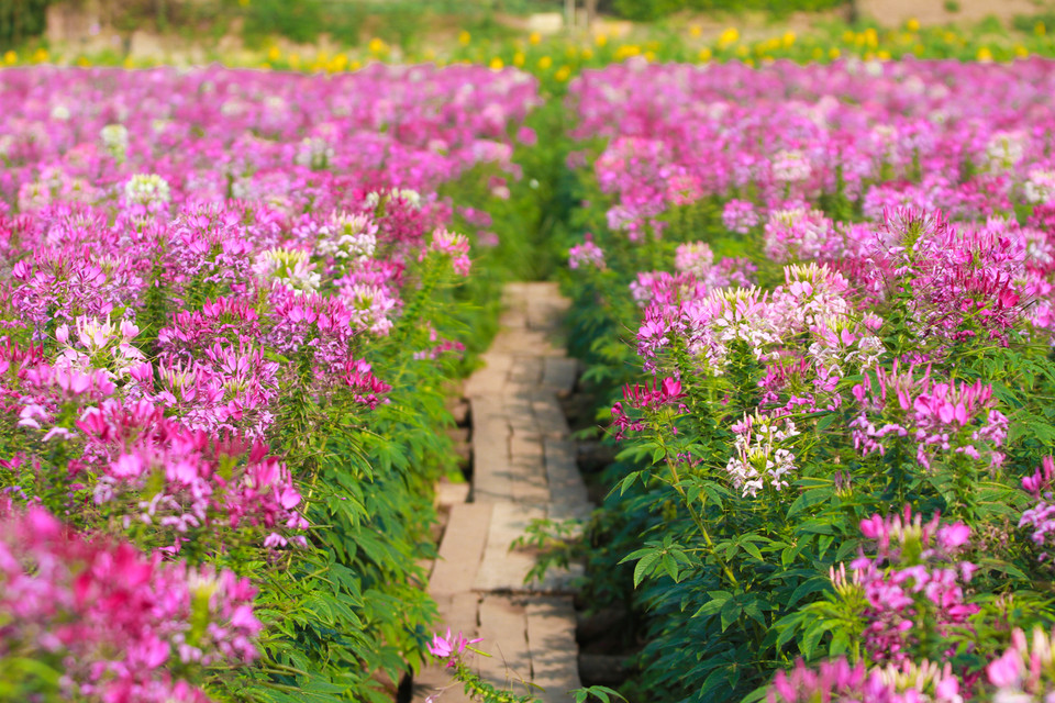 Giữa những luống hoa, chủ vườn bắc những chiếc cầu nhỏ để tiện đi lại. (Ảnh Minh Sơn/Vietnam+)