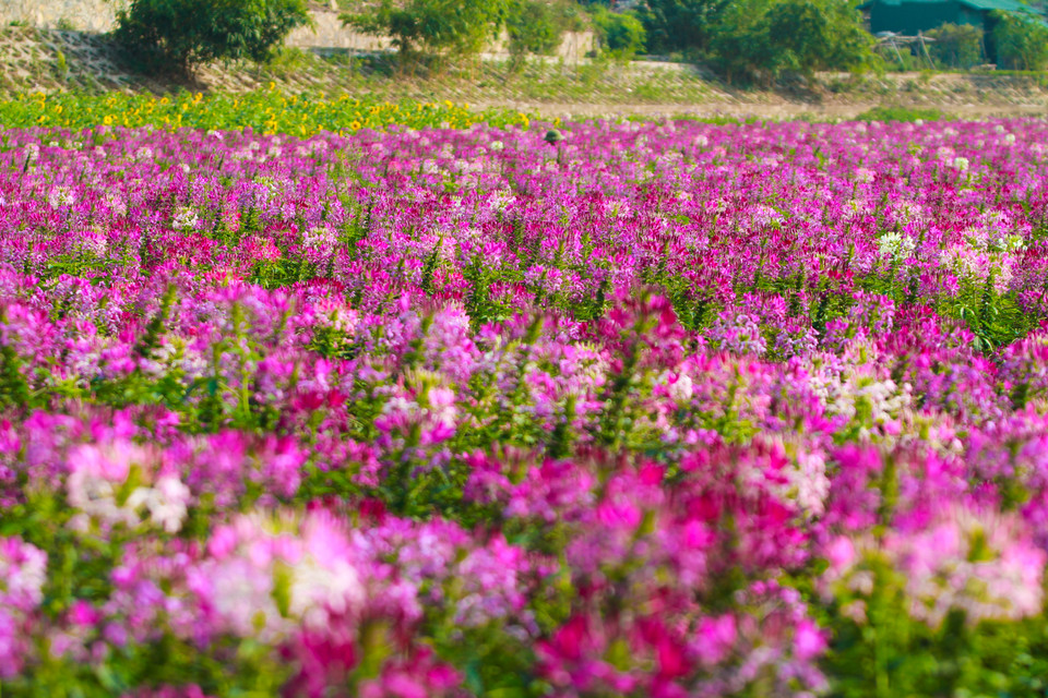 Vẻ đẹp ngây ngất của hoa... (Ảnh Minh Sơn/Vietnam+)