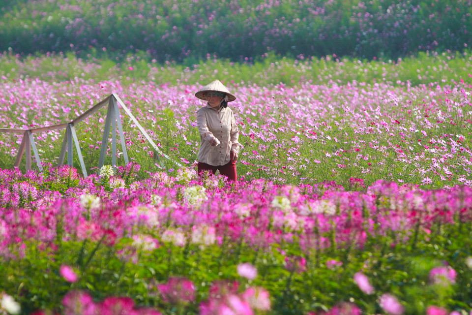 Theo lời chủ vườn hoa, loại hoa này chỉ trồng thời vụ, sống lâu nhất chỉ một tháng, sau đó lại thay hoa mới. Đầu tư rất tốn kém mới được cánh đồng hoa như vậy. (Ảnh Minh Sơn/Vietnam+)