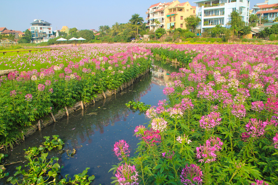 Cánh đồng hoa rộng ngút ngàn này thực chất là một hồ sen, khi nào cạn nước thì trồng hoa, hết mùa hoa thì bơm nước, vào, sen sẽ tự lên. (Ảnh: Minh Sơn/Vietnam+)