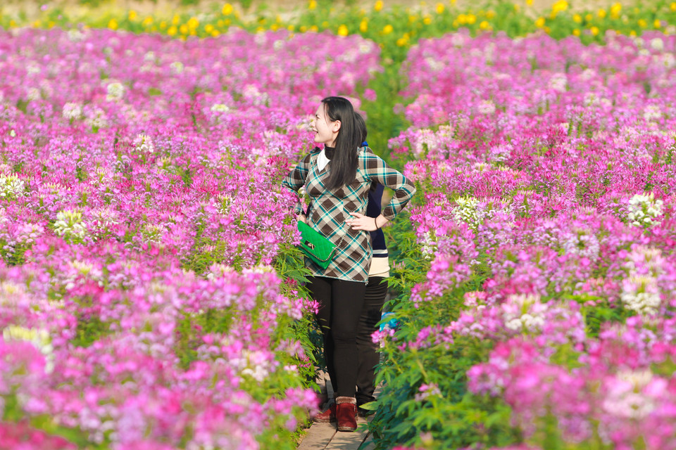 Rất nhiều bạn trẻ đã tranh thủ dịp này đến chụp ảnh. (Ảnh: Minh Sơn/Vietnam+)