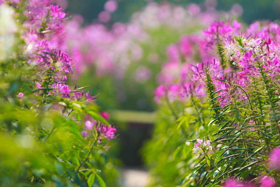 Để được vào chụp, khách tham quan phải mất phí là 50 ngàn đồng/lượt. Cuối tuần có hàng ngàn khách đổ về đây thưởng lãm và chụp ảnh hoa. (Ảnh Minh Sơn/Vietnam+)