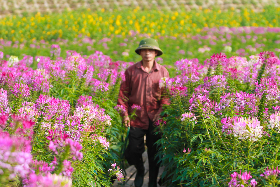 Loài hoa này có tên khác là Phong điệp thảo, nghĩa là những cánh hoa lay nhẹ trong gió tựa như đàn bướm bay lượn. (Ảnh: Minh Sơn/Vietnam+)