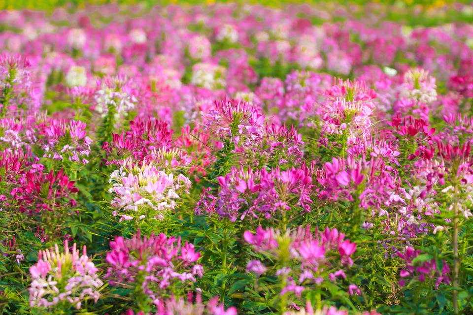 Vẻ đẹp ngây ngất của hoa. (Ảnh Minh Sơn/Vietnam+)