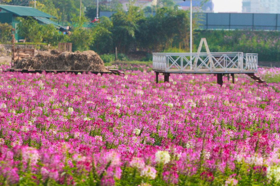 Cánh đồng hoa túy điệp nằm ngay cạnh công viên nước Hồ Tây. (Ảnh: Minh Sơn/Vietnam+)