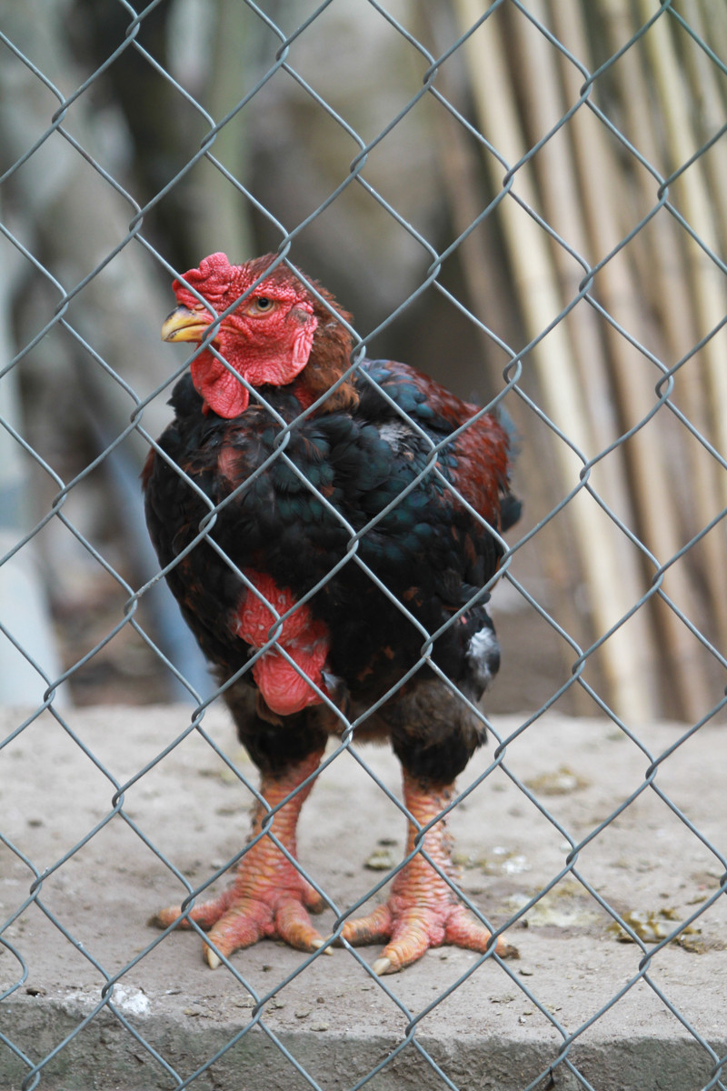 Gà Đông Tảo được chia làm hai loại là gà thịt và gà biếu. Gà thịt giá từ 400-500 ngàn đồng/kg. Còn gà biếu đắt hơn hẳn, giá từ 3 đến 4 triệu/con nặng khoảng 3,5-4,5kg, những con nặng 4,5-5,5kg có thể lên tới 7-8 triệu đồng, thậm chí có những con gà có giá tới hàng chục triệu. (Ảnh: Minh Sơn/Vietnam+)