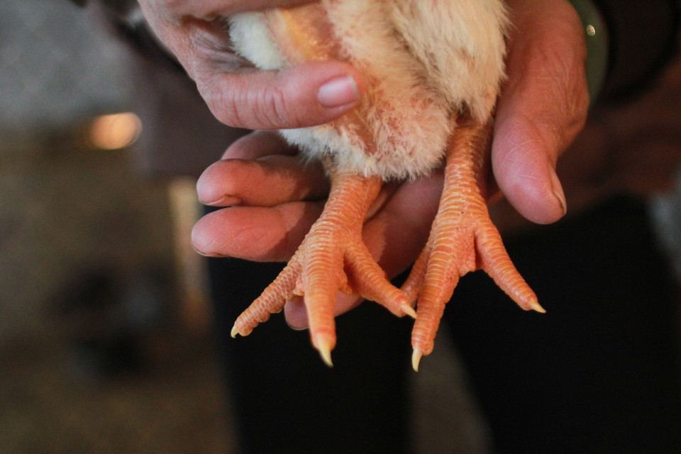 Những con gà giống vừa nở, chân có vảy ốc từ bé thì biết ngay là gà đông Tảo và thường được các chủ chăn nuôi bán với giá 100 ngàn đồng/đôi. (Ảnh: Minh Sơn/Vietnam+)