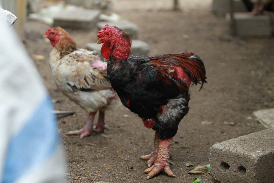 Là giống gà quý hiếm nên một số người Anh, Nhật Bản,… cũng có dự định nhập khẩu loại gà này về nghiên cứu. Một chủ hộ chăn nuôi cho biết, cô đã bán cho Hoàng tử Nhật Bản Akishino trong chuyến viếng thăm Hưng Yên một đôi gà với giá là 70 triệu đồng. (Ảnh: Minh Sơn/Vietnam+)