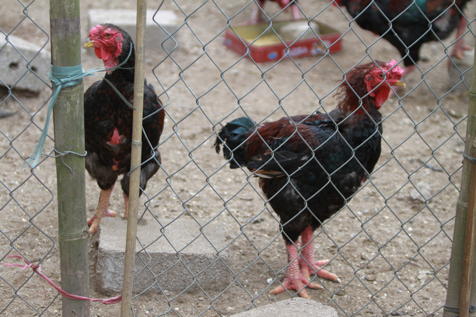 Để săn được một con gà đẹp, thuần chủng không phải lúc nào có tiền là mua được. Có người đặt tiền cả năm trời mới có gà để mua, có người trực tiếp mua phải chấp nhận bỏ ra số tiền hàng chục triệu để sở hữu đôi gà mình muốn. (Ảnh: Minh Sơn/Vietnam+)