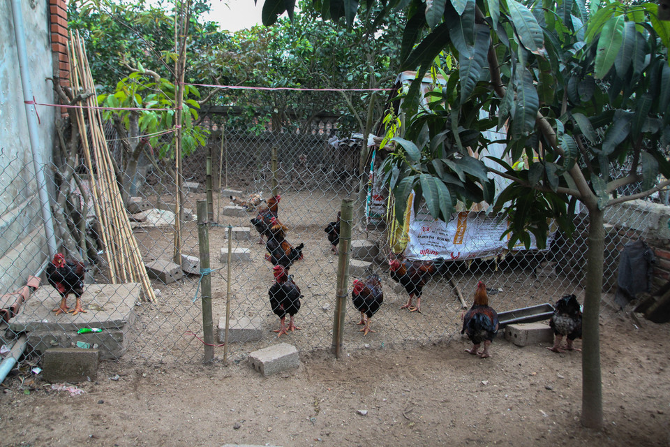 Tuy đắt là thế nhưng với những người sành ăn thì loại gà này được xếp vào hàng 'đắt xắt ra miếng', bởi thịt gà chắc, giòn, thơm, lại có thể chế biến được nhiều món. (Ảnh: Minh Sơn/Vietnam+)