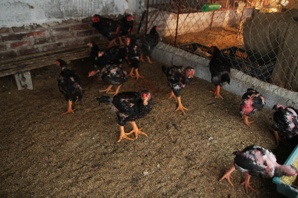 Khi được hỏi có nên lai tạo để ra các giống gà đẹp hơn, chất lượng cao hơn thì các chủ chăn nuôi gà ở Đông Tảo đều nói không và kiên quyết giữ nguyên giống gà thuần chủng. (Ảnh: Minh Sơn/Vietnam+)