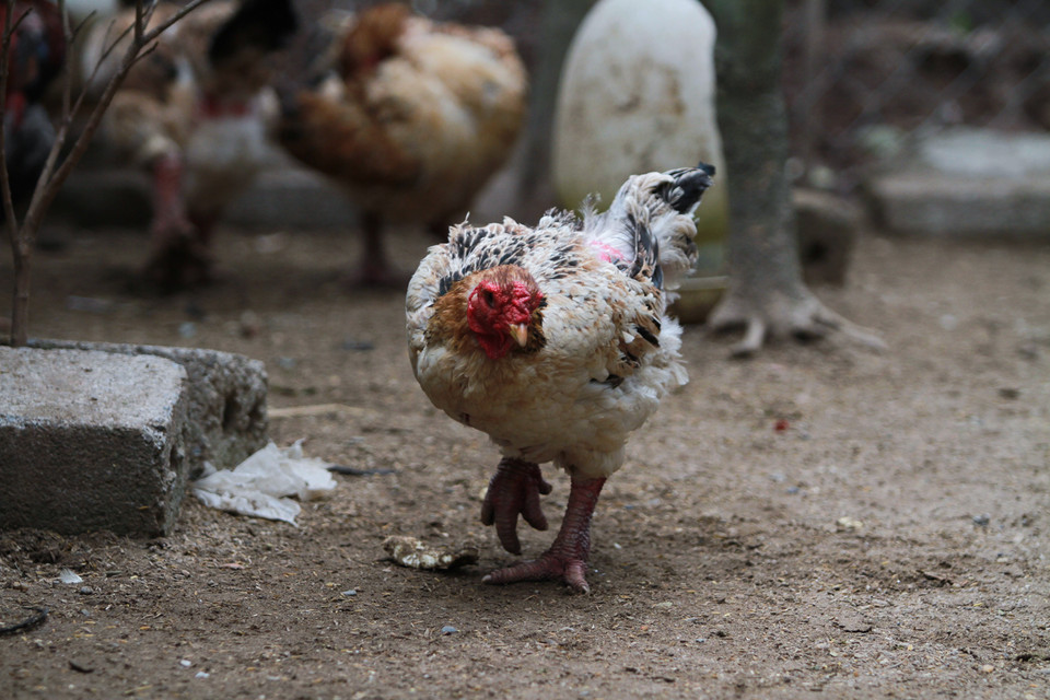 Những con gà mái chân không to như gà trống và phải đẻ 3 lứa chân mới bắt đầu to ra. (Ảnh: Minh Sơn/Vietnam+)