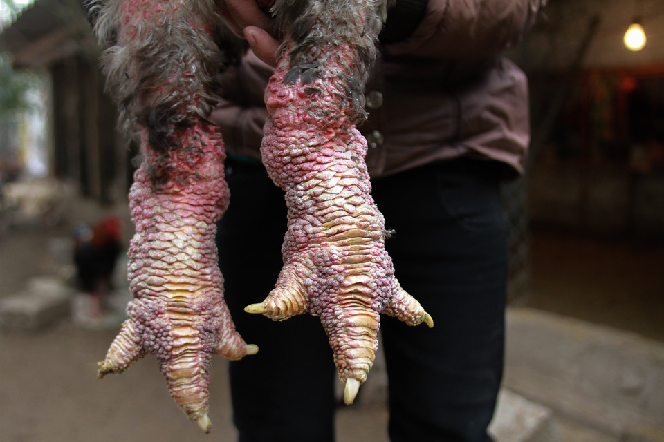 Đặc biệt phần chân tuy xấu xí nhưng lại là bộ phận đắt giá nhất của con gà, chân rất to, thậm chí bằng cả bắp tay người lớn, không có cựa, xù xì nhưng không có vảy cứng, da sần dày màu đỏ. (Ảnh: Minh Sơn/Vietnam+)