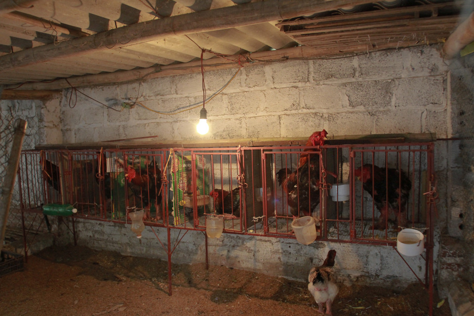 Những con gà thuần chủng, giống đẹp được nuôi ở lồng riêng với chế độ chăm sóc đặc biệt. Gà được cho ăn ngô, lúa, cám, rau và phải nuôi gần 2 năm mới cho ra được một con gà đẹp. (Ảnh: Minh Sơn/Vietnam+)