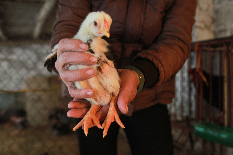 Những con gà giống vừa nở, chân có vảy ốc từ bé thì biết ngay là gà đông Tảo và thường được các chủ chăn nuôi bán với giá 100 ngàn đồng/đôi. (Ảnh: Minh Sơn/Vietnam+)