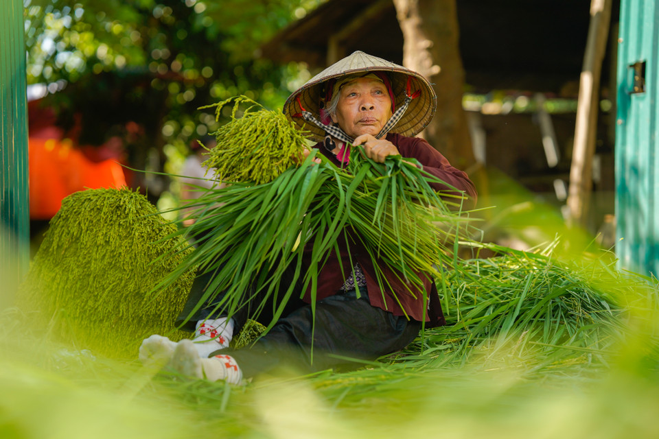 Sau gần 2 tháng tạm dừng sản xuất di giãn cách xã hội, làng nghề cốm Mễ Trì bắt đầu nhộn nhịp. (Ảnh: PV/Vietnam+)
