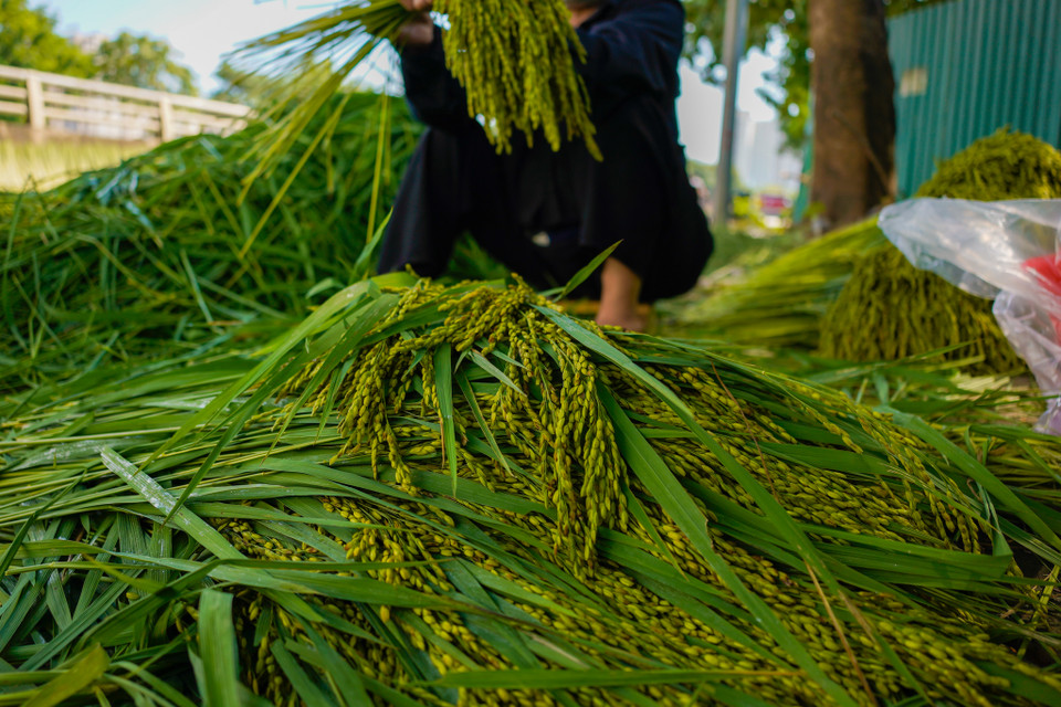Vào dịp cuối tháng 9 hằng năm, những người làm cốm ở làng Mễ Trì lại tất bật từ sáng sớm đến tận đêm khuya để kịp làm những mẻ cốm thơm dẻo cho khách. (Ảnh: PV/Vietnam+)