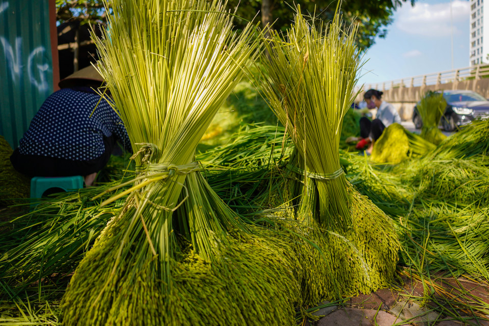 Nghề làm cốm ở Mễ Trì đến nay có bề dày lịch sử hơn một thế kỷ. (Ảnh: PV/Vietnam+)
