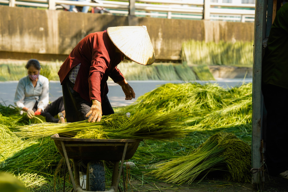 Từ đầu vụ, các hộ làm cốm đã phải tìm lúa giống từ các vùng như Mê Linh, Sóc Sơn, Vĩnh Phúc… và đặt nông dân trồng, chăm sóc, đến mùa thu hoạch sẽ mua lại.