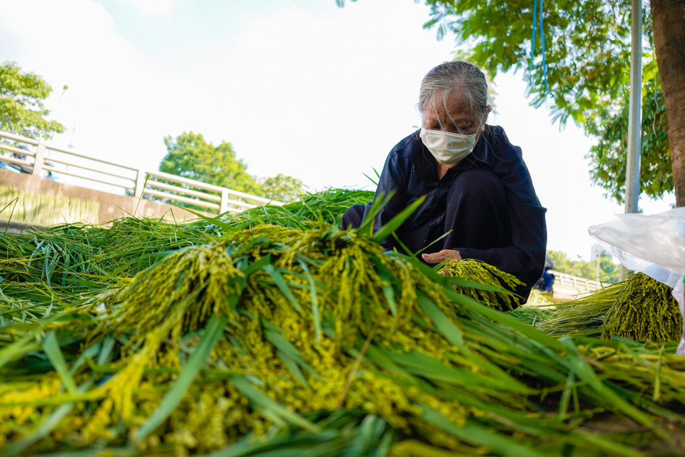 Mỗi năm làng cốm Mễ Trì có 2 vụ là vụ chiêm và vụ mùa. Vụ mùa của làng bắt đầu từ rằm tháng 7 âm lịch đến hết tháng 9 âm lịch. (Ảnh: PV/Vietnam+)