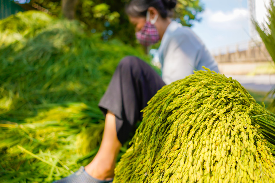 Nghề cốm Mễ Trì đã được đưa vào Danh mục 17 Di sản văn hóa phi vật thể quốc gia của Bộ Văn hóa, Thể thao và Du lịch. (Ảnh: PV/Vietnam+)