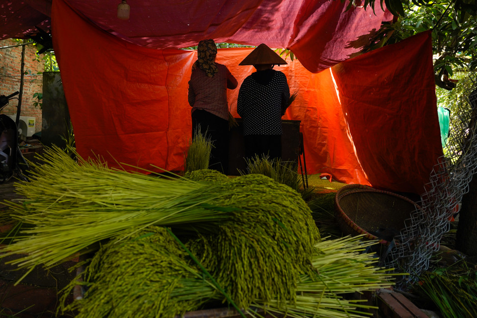 Người làm cốm sẽ đãi thóc trong bể nước để chọn hạt mảy. Sau đó nếp được đem rang bằng chảo gang đúc, đế dày, đảm bảo giữ nhiệt đều. (Ảnh: PV/Vietnam+)