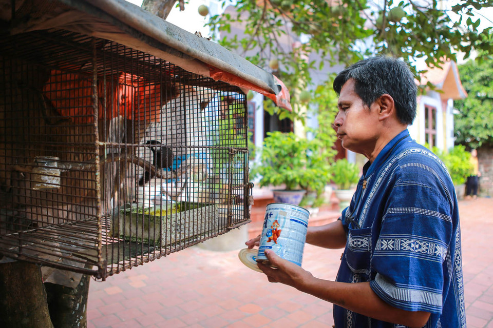 Hàng ngày lớp dạy võ của ông chia làm 2 ca sáng, chiều. Mỗi khi tan lớp, rảnh rỗi là ông lại tìm đến thú vui tuổi già là chăm sóc cây cảnh, chim chóc. (Ảnh: Minh Sơn/Vietnam+)