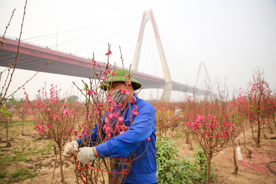 Những cành đào nhỏ cầm tay có giá 100 - 150 ngàn đồng, cành đào cỡ vừa 200 - 300 ngàn đồng. Còn những gốc đào to thì giá vô cùng. (Ảnh: Minh Sơn/Vietnam+)