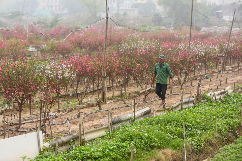 Chỉ còn gần 10 ngày nữa đến dịp Tết, nhiều gia đình vẫn khẩn trương thu hoạch đào để mang bán. (Ảnh: Minh Sơn/Vietnam+)