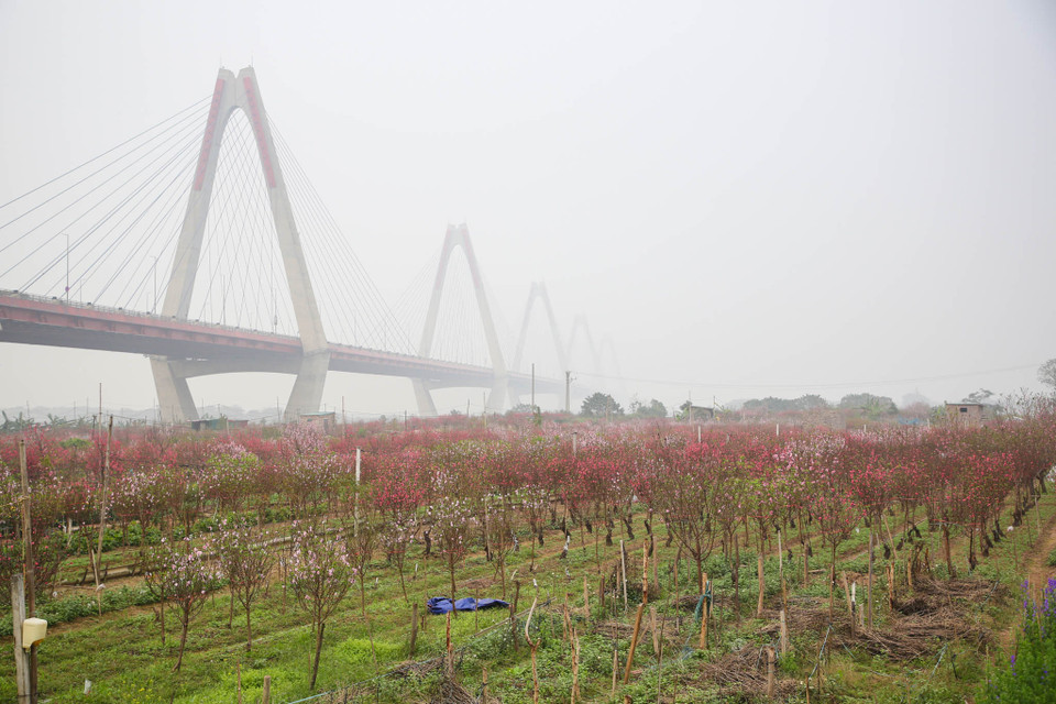 Dịp giáp Tết Canh Tý 2020, ngay từ cuối tháng 11 đầu tháng 12 đào tại các nhà vườn đã bung nở rực rỡ do ảnh hưởng của thời tiết nắng nóng kéo dài. (Ảnh: Minh Sơn/Vietnam+)