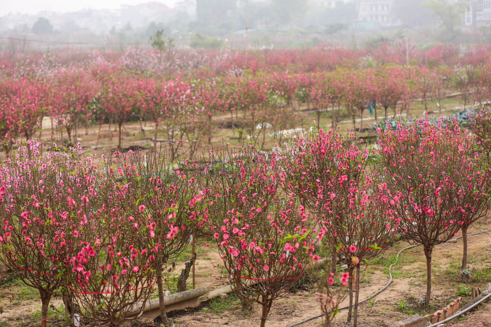 (Ảnh: Minh Sơn/Vietnam+)