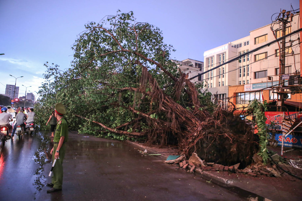 Một gốc cây cổ thủ bị dông lật cho bật rễ. (Ảnh: Minh Sơn/Vietnam+)